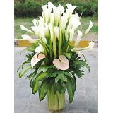 马蹄莲:大量白色，粉色多头香水百合间插，红掌，大鸟，泰国兰等搭配，四面观高档花篮一个