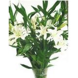 鲜花:多头粉白合2枝、绿叶点缀，浅绿色手柔纸扇形包装、浅蓝色丝带扎结