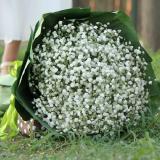 满天星:33支香槟玫瑰花盒紫色包装